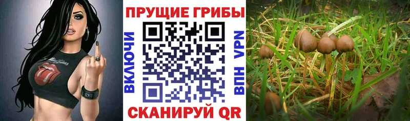 Псилоцибиновые грибы мицелий Нижний Тагил